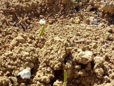 Slike OPG-a Domaći češnjak Slike OPG-a Domaći češnjak