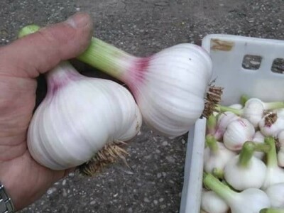 Slike OPG-a Domaći češnjak Slike OPG-a Domaći češnjak