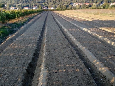 Slike OPG-a Domaći češnjak