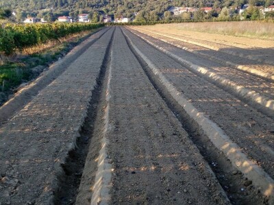 Slike OPG-a Domaći češnjak Slike OPG-a Domaći češnjak
