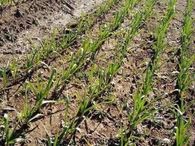 Slike OPG-a Domaći češnjak Slike OPG-a Domaći češnjak