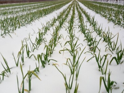 Slike OPG-a Domaći češnjak Slike OPG-a Domaći češnjak