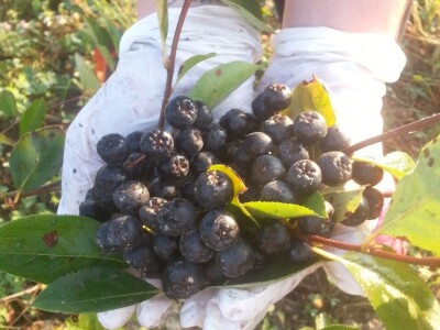 slike ta tekst OPG BRAČIĆ