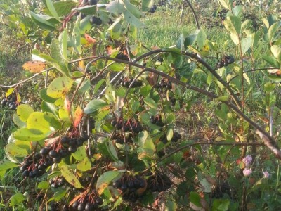 slike ta tekst OPG BRAČIĆ