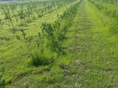 slike ta tekst OPG BRAČIĆ