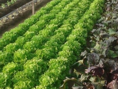 slike za OPG KREBS MARJAN