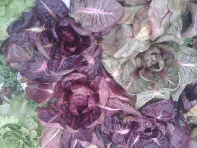 slike za OPG KREBS MARJAN