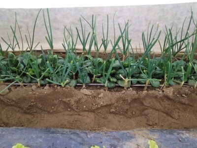 slike za OPG KREBS MARJAN