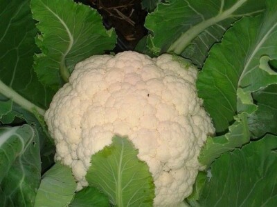 slike za OPG KREBS MARJAN