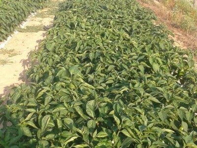 slike za OPG KREBS MARJAN