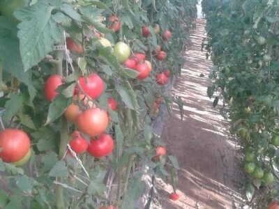 slike za OPG KREBS MARJAN