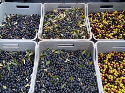 slike za OPG PROVIĆ