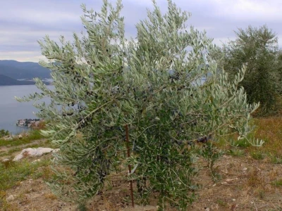 slike za OPG PROVIĆ