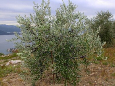 slike za OPG PROVIĆ