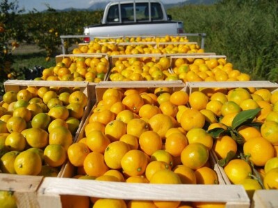 slike za OPG PROVIĆ