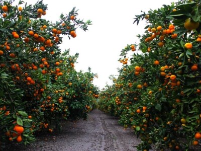 slike za OPG PROVIĆ