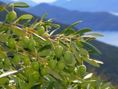 slike za OPG PROVIĆ