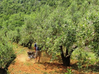 slike za OPG PROVIĆ