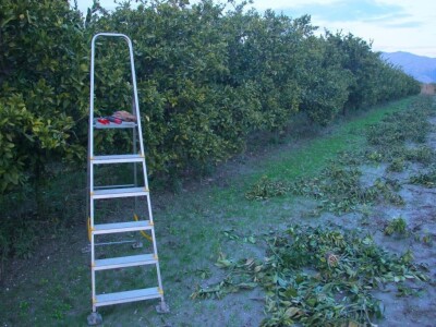 slike za OPG PROVIĆ