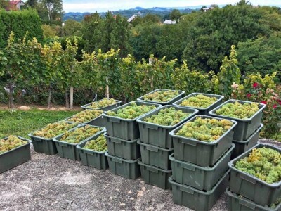 slike za tekst slike za tekst