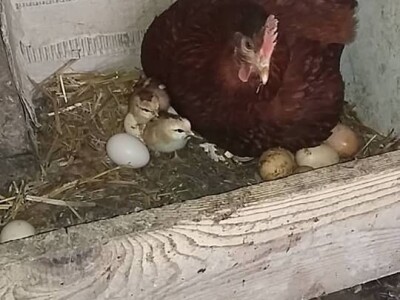 slike za tekst slike za tekst