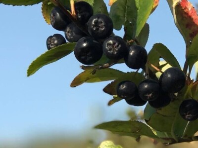 slike za tekst slike za tekst