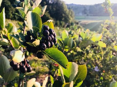 slike za tekst slike za tekst