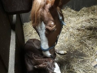 slike za tekst slike za tekst