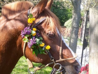 slike za tekst slike za tekst