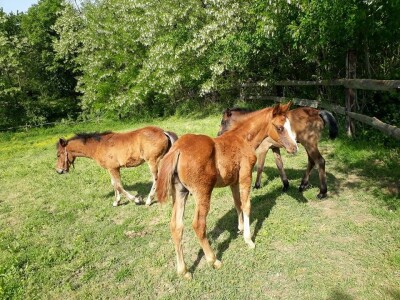 slike za tekst slike za tekst