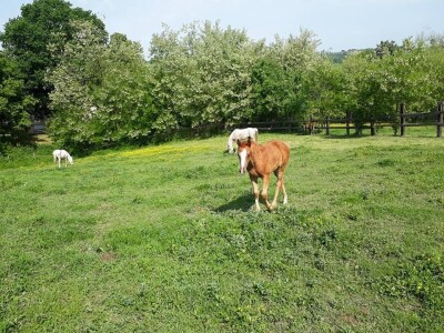 slike za tekst slike za tekst