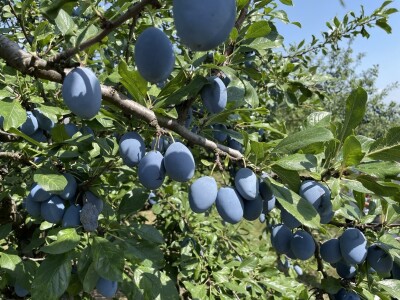 Šljiva je othranila generacije u gradu Zmaja od Bosne