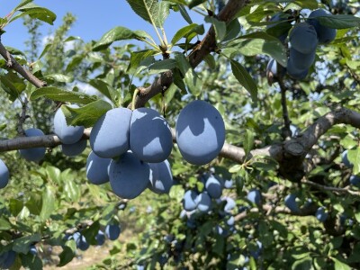 Šljiva je othranila generacije u gradu Zmaja od Bosne