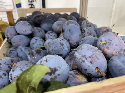 Šljiva je othranila generacije u gradu Zmaja od Bosne