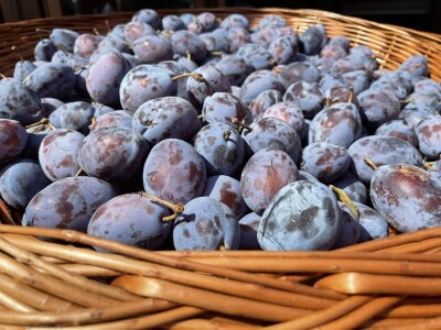 Šljiva je othranila generacije u gradu Zmaja od Bosne