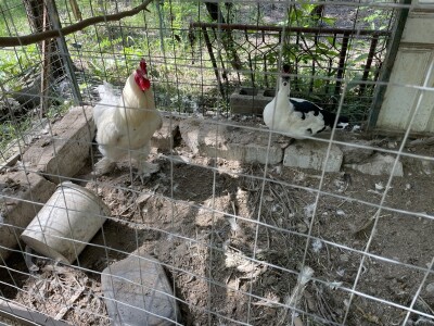 Šljiva je othranila generacije u gradu Zmaja od Bosne