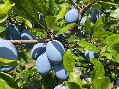 Šljiva je othranila generacije u gradu Zmaja od Bosne
