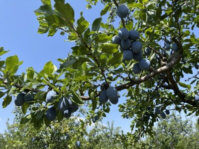 Šljiva je othranila generacije u gradu Zmaja od Bosne