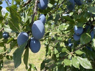 Šljiva je othranila generacije u gradu Zmaja od Bosne