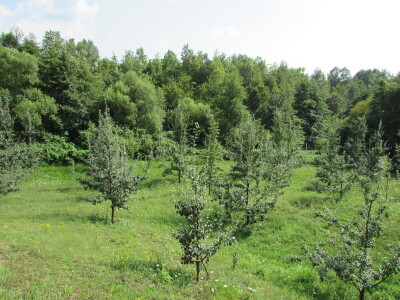 Šljiva je rodila u Božićima - Novo Kuzman ima recept