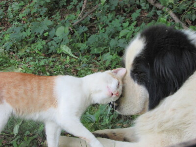 Šljiva je rodila u Božićima - Novo Kuzman ima recept