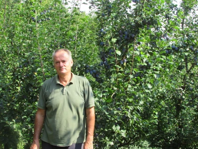 Šljiva je rodila u Božićima - Novo Kuzman ima recept