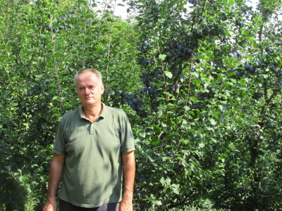 Šljiva je rodila u Božićima - Novo Kuzman ima recept