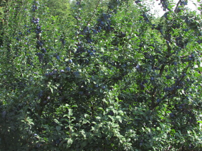 Šljiva je rodila u Božićima - Novo Kuzman ima recept