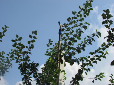 Šljiva je rodila u Božićima - Novo Kuzman ima recept