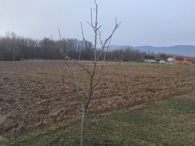 Šljiva Nada
