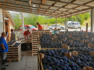 Otkup šljive u Gornoj Trnavi