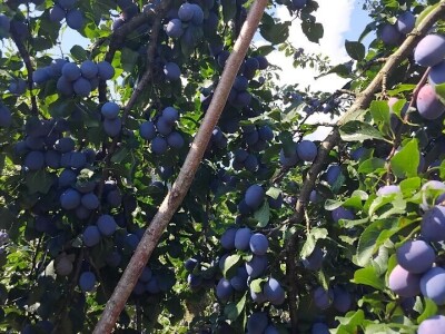 Šljiva u zasadu Dejana Kecmana