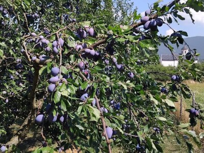 Šljiva u zasadu Dejana Kecmana