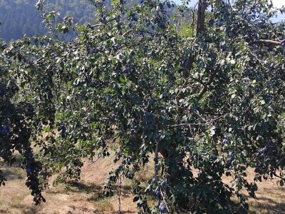 Šljiva u zasadu Dejana Kecmana